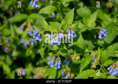 Fleurs bleues florissantes dans le jardin d'été. Consoude commune ou Symphytum officinale en floraison. Fond floral naturel Banque D'Images