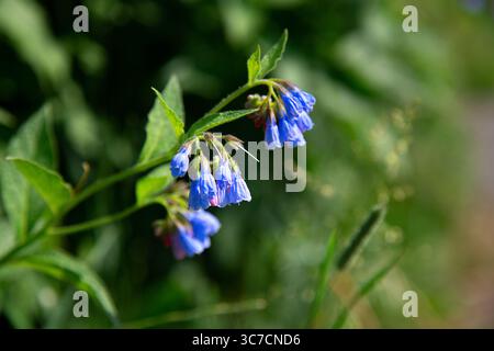 Gros plan de fleurs bleues en fleurs dans le jardin d'été. Consoude commune ou Symphytum officinale en floraison. Fond floral naturel. Photog à focalisation sélective Banque D'Images