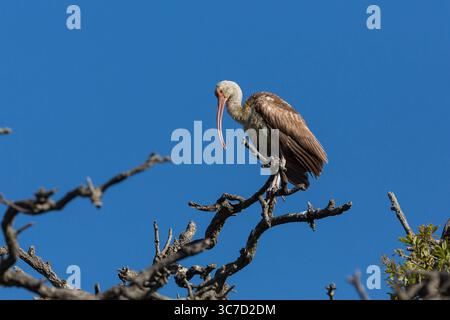March 5, 2013, Augustine, Florida, United States : a Wild immature White Ibis, Eudocimus albus, Roosting in a tree at the nouveau Augustine Alligator Farm, offert Augustine, Florida, USA. Les Ibises blancs juvéniles de couleur foncée deviennent blancs à mesure qu'ils mûrissent. Bien que photographié à la ferme des alligators, il ne s'agit pas d'un oiseau captif mais a volé dans la région. (Crédit image : © Jon G. Fuller/VW pics via ZUMA Wire) Banque D'Images