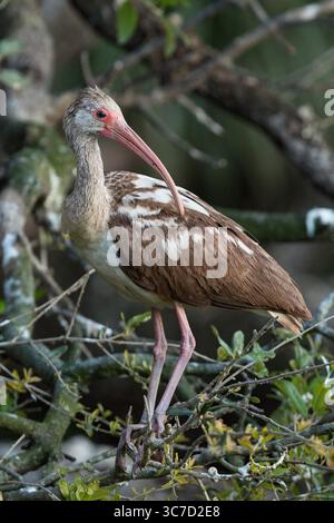 March 4, 2013, Augustine, Florida, United States : a Wild immature White Ibis, Eudocimus albus, Roosting in a tree at the nouveau Augustine Alligator Farm, offert Augustine, Florida, USA. Les Ibises blancs juvéniles de couleur foncée deviennent blancs à mesure qu'ils mûrissent. Bien que photographié à la ferme des alligators, il ne s'agit pas d'un oiseau captif mais a volé dans la région. (Crédit image : © Jon G. Fuller/VW pics via ZUMA Wire) Banque D'Images