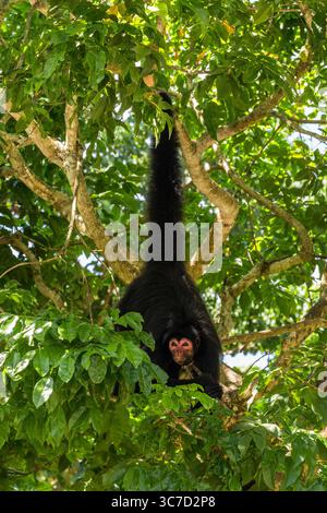 29 septembre 2016, Paramaribo, Province de Paramaribo, Suriname : le singe araignée noire, singe araignée à face rouge ou singe araignée de Guyane est originaire de Guyane, Guyane française, Suriname et du nord-est du Brésil. (Crédit image : © Jon G. Fuller/VW pics via ZUMA Wire) Banque D'Images