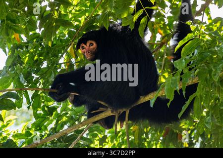 29 septembre 2016, Paramaribo, Province de Paramaribo, Suriname : le singe araignée noire, singe araignée à face rouge ou singe araignée de Guyane est originaire de Guyane, Guyane française, Suriname et du nord-est du Brésil. (Crédit image : © Jon G. Fuller/VW pics via ZUMA Wire) Banque D'Images