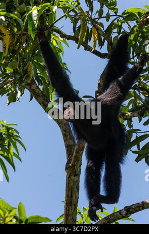 29 septembre 2016, Paramaribo, Province de Paramaribo, Suriname : le singe araignée noire, singe araignée à face rouge ou singe araignée de Guyane est originaire de Guyane, Guyane française, Suriname et du nord-est du Brésil. (Crédit image : © Jon G. Fuller/VW pics via ZUMA Wire) Banque D'Images