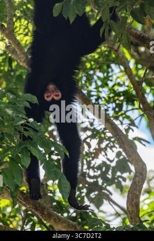 29 septembre 2016, Paramaribo, Province de Paramaribo, Suriname : le singe araignée noire, singe araignée à face rouge ou singe araignée de Guyane est originaire de Guyane, Guyane française, Suriname et du nord-est du Brésil. (Crédit image : © Jon G. Fuller/VW pics via ZUMA Wire) Banque D'Images
