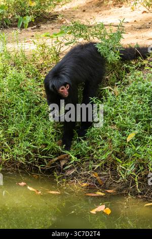 29 septembre 2016, Paramaribo, Province de Paramaribo, Suriname : le singe araignée noire, singe araignée à face rouge ou singe araignée de Guyane est originaire de Guyane, Guyane française, Suriname et du nord-est du Brésil. (Crédit image : © Jon G. Fuller/VW pics via ZUMA Wire) Banque D'Images