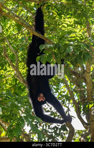 29 septembre 2016, Paramaribo, Province de Paramaribo, Suriname : le singe araignée noire, singe araignée à face rouge ou singe araignée de Guyane est originaire de Guyane, Guyane française, Suriname et du nord-est du Brésil. (Crédit image : © Jon G. Fuller/VW pics via ZUMA Wire) Banque D'Images