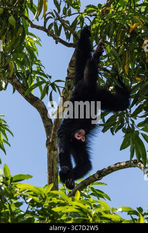 29 septembre 2016, Paramaribo, Province de Paramaribo, Suriname : le singe araignée noire, singe araignée à face rouge ou singe araignée de Guyane est originaire de Guyane, Guyane française, Suriname et du nord-est du Brésil. (Crédit image : © Jon G. Fuller/VW pics via ZUMA Wire) Banque D'Images
