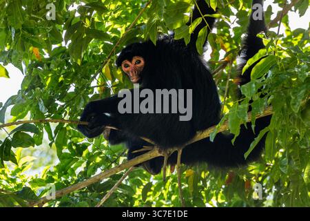 29 septembre 2016, Paramaribo, Province de Paramaribo, Suriname : le singe araignée noire, singe araignée à face rouge ou singe araignée de Guyane est originaire de Guyane, Guyane française, Suriname et du nord-est du Brésil. (Crédit image : © Jon G. Fuller/VW pics via ZUMA Wire) Banque D'Images