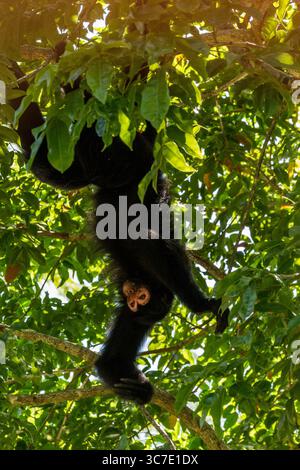 29 septembre 2016, Paramaribo, Province de Paramaribo, Suriname : le singe araignée noire, singe araignée à face rouge ou singe araignée de Guyane est originaire de Guyane, Guyane française, Suriname et du nord-est du Brésil. (Crédit image : © Jon G. Fuller/VW pics via ZUMA Wire) Banque D'Images