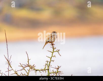 Cycliste sur Winding Mountain Road au lever du soleil dans le parc national de Snowdonia, pays de Galles Banque D'Images