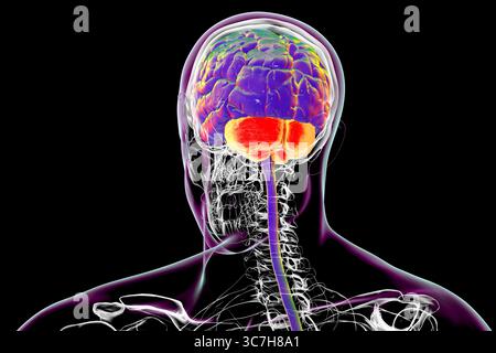 Illustration du cerveau humain avec cervelet mis en évidence. Il est responsable de la coordination, de l'équilibre et du contrôle fin du moteur. Les dommages au cervelet sont fréquents dans l'ataxie et les troubles neurodégénératifs. Banque D'Images