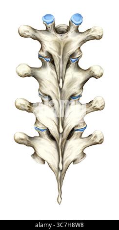 Illustration montrant une vue dorsale (postérieure) de plusieurs vertèbres thoraciques en alignement anatomique. Les structures postérieures clés sont illustrées, telles que les apophyses épineuses et transversales, ainsi que les arcs vertébraux. Banque D'Images