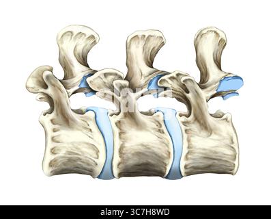 Illustration montrant plusieurs vertèbres lombaires dans une vue latérale. Les corps vertébraux sont alignés antérieurement, formant la colonne porteuse principale, tandis que les apophyses épineuses font saillie postérieurement. Les disques intervertébraux sont visibles entre les vertèbres et les foramens intervertébraux apparaissent comme des ouvertures pour les nerfs rachidiens. Le cartilage est bleu. Banque D'Images