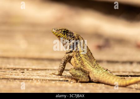 Gros plan d'un lézard à queue bouclée du Nord reposant sous le soleil chaud de Floride Banque D'Images