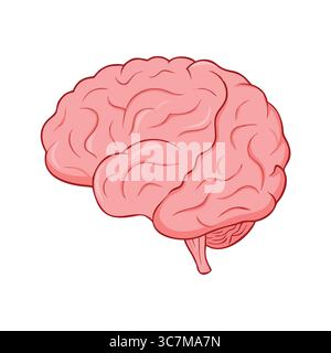 Illustration du cerveau humain avec anatomie détaillée Illustration de Vecteur