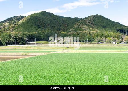 Rizière ou champ de riz dans la préfecture de Mie, au Japon avec des montagnes verdoyantes en toile de fond sur un ciel bleu Banque D'Images