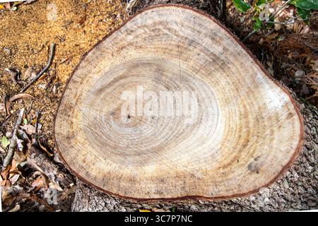 Vue de dessus de la souche restante d'un arbre qui vient d'être coupé avec les anneaux de croissance ou anneaux annuels visibles Banque D'Images