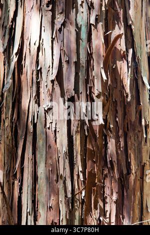 Gros plan et vue de remplissage d'image de l'écorce de pelage brun-rouge d'un cèdre japonais, d'un séquoia japonais (Cryptomeria japonica) ou d'un Sugi au Japon Banque D'Images