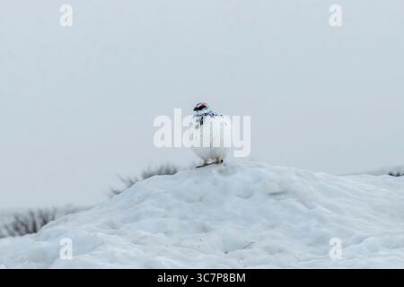 Gros plan d'un ptarmigan à queue blanche (Lagopus leucuraor) ou d'une caille des neiges sur un tas de neige dans les Alpes du Nord japonaises près de Tateyama avec un condit à voile blanc Banque D'Images