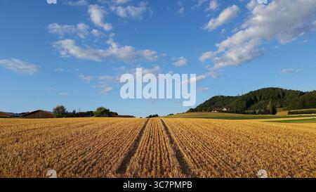 Champ de maïs avec des pistes de tracteur au milieu et collines vertes à l'horizon sous le ciel bleu et les nuages blancs dans le soleil chaud d'été Banque D'Images