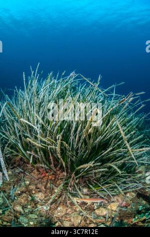 Vue grand angle de Posidonia oceanica, tapeweed méditerranéenne, Cap Norfeu, Costa Brava, Catalogne, Espagne Banque D'Images