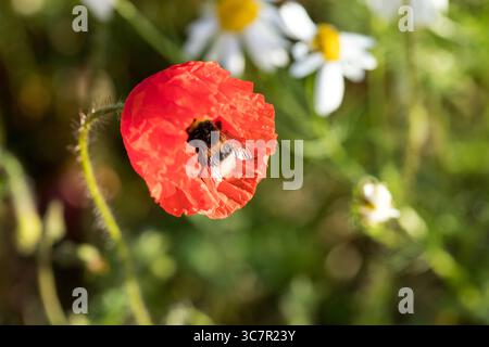 Bourdon en coquelicot rouge, Banque D'Images