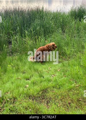 Chien se soulageant à l'extérieur Banque D'Images