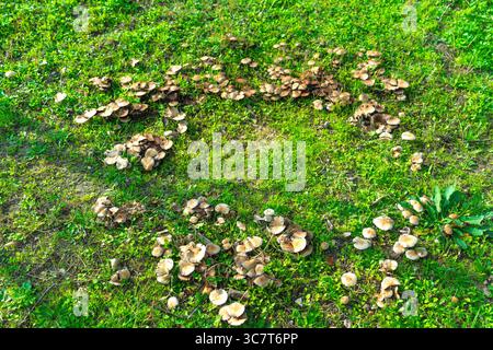 Anneau de champignon connu sous le nom de cercle de fées ou anneau de sorcières poussant sur une pelouse verte dans un environnement humide et ombragé. Banque D'Images