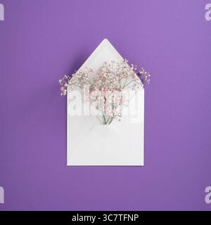 Fleurs roses de gypsophila dans une enveloppe blanche sur un fond violet. Banque D'Images