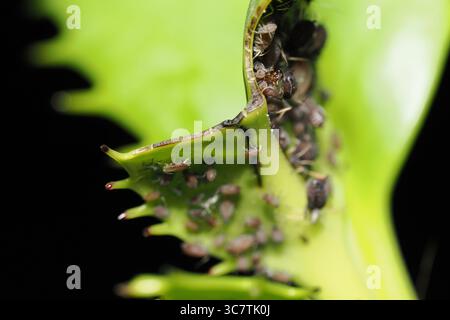 Macrosiphum rosae, une espèce commune de pucerons souvent trouvée en colonies sur des rosiers, représentée ici avec des fourmis les soignant pour le miellat. Banque D'Images