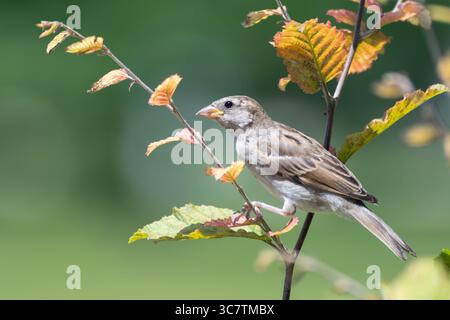 Portraits détaillés de moineaux de la Maison (passer domesticus), y compris un adulte mâle et plusieurs juvéniles, perchés sur d'épais arbustes verts. Banque D'Images