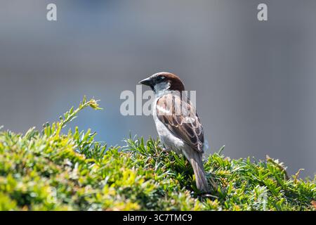 Portraits détaillés de moineaux de la Maison (passer domesticus), y compris un adulte mâle et plusieurs juvéniles, perchés sur d'épais arbustes verts. Banque D'Images