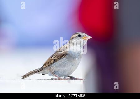 Portraits détaillés de moineaux de la Maison (passer domesticus), y compris un adulte mâle et plusieurs juvéniles, perchés sur d'épais arbustes verts. Banque D'Images