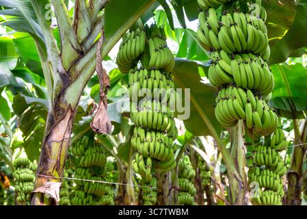 Bananes vertes poussant sur les arbres. Gros plan sur les fruits de la banane tropicale verte sur la plantation de bananes Banque D'Images