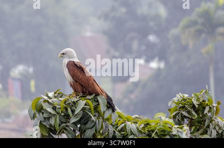 Brahminy cerf-volant oiseau est assis sur une branche d'arbre, et attend la proie. Haliastur indus est un oiseau carnivore qui mange du poisson, des crevettes, des crabes, des poussins et des Banque D'Images