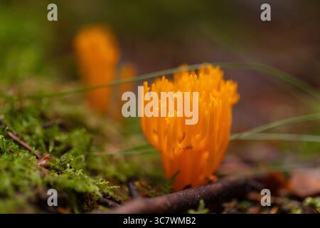 Champignon de corail orange vif poussant sur le sol de la forêt moussue, image macro idéale pour les champignons sauvages, la mycologie et la photographie de stock de biodiversité forestière. Banque D'Images