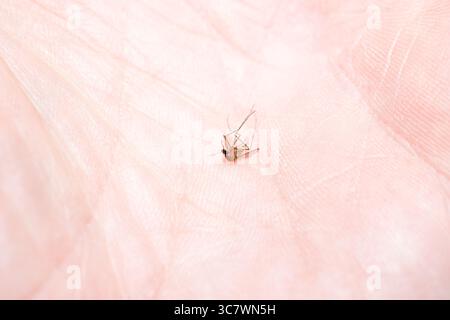 Moustique mort pondant dans la main humaine gros plan Banque D'Images