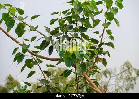 Gros plan sur les feuilles de Sacred Fig Tree, Pipal Tree, Bohhi Tree, Bo Tree, Peepul. (Ficus religiosa L.) Banque D'Images