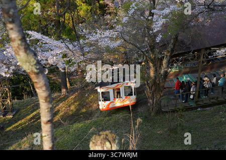 YOSHINO, JAPON – 9 avril 2025 - vue du téléphérique Yoshino Ropeway reliant la gare de Yoshino à Yoshinoyama pendant la saison des cerisiers en fleurs. Yoshino est un Banque D'Images