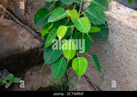 Gros plan sur les feuilles de Sacred Fig Tree, Pipal Tree, Bohhi Tree, Bo Tree, Peepul. (Ficus religiosa L.) Banque D'Images