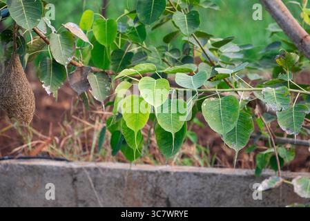 Gros plan sur les feuilles de Sacred Fig Tree, Pipal Tree, Bohhi Tree, Bo Tree, Peepul. (Ficus religiosa L.) Banque D'Images