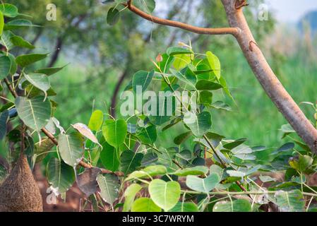 Gros plan sur les feuilles de Sacred Fig Tree, Pipal Tree, Bohhi Tree, Bo Tree, Peepul. (Ficus religiosa L.) Banque D'Images