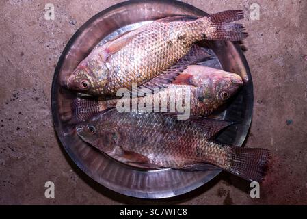 tilapia du nil, tilapia nilotica (oreochromis niloticus), tilapia poisson frais Banque D'Images