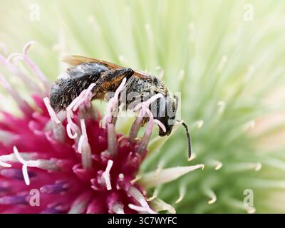 Macro gros plan de Macropis europaea, abeille solitaire de la famille des Melittidae, se nourrissant d'une fleur de chardon. Banque D'Images