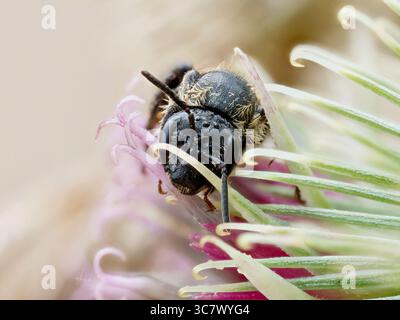 Macro gros plan de Macropis europaea, abeille solitaire de la famille des Melittidae, se nourrissant d'une fleur de chardon. Banque D'Images