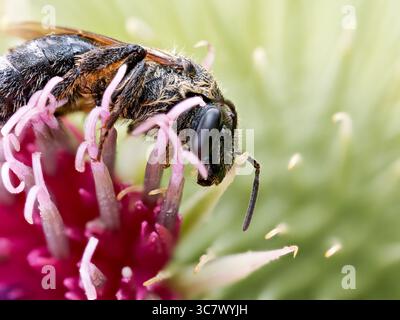 Macro gros plan de Macropis europaea, abeille solitaire de la famille des Melittidae, se nourrissant d'une fleur de chardon. Banque D'Images