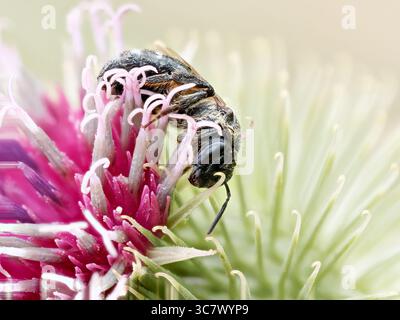 Macro gros plan de Macropis europaea, abeille solitaire de la famille des Melittidae, se nourrissant d'une fleur de chardon. Banque D'Images