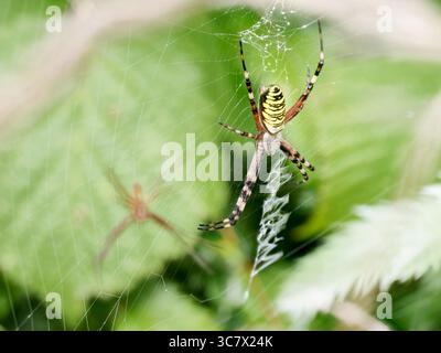 La femelle Argiope bruennichi, communément connue sous le nom d'araignée guêpe, positionnée au centre de sa toile orbe dans les hautes herbes. Banque D'Images