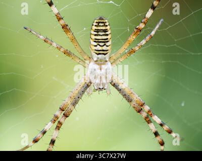 La femelle Argiope bruennichi, communément connue sous le nom d'araignée guêpe, positionnée au centre de sa toile orbe dans les hautes herbes. Banque D'Images