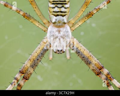 La femelle Argiope bruennichi, communément connue sous le nom d'araignée guêpe, positionnée au centre de sa toile orbe dans les hautes herbes. Banque D'Images
